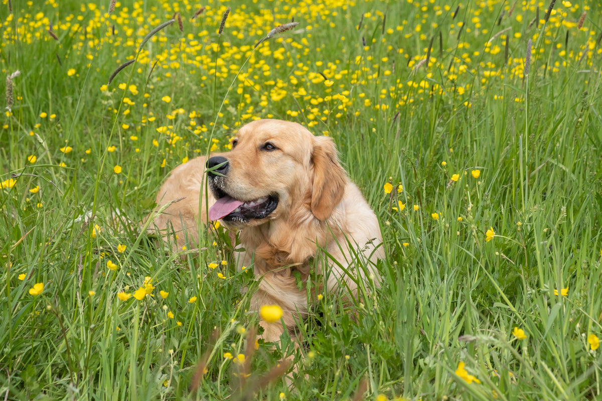 Golden Retriever liegt entspannt in einer Blumenwiese – Pfotello, Beschäftigung für ein glückliches Hundeleben